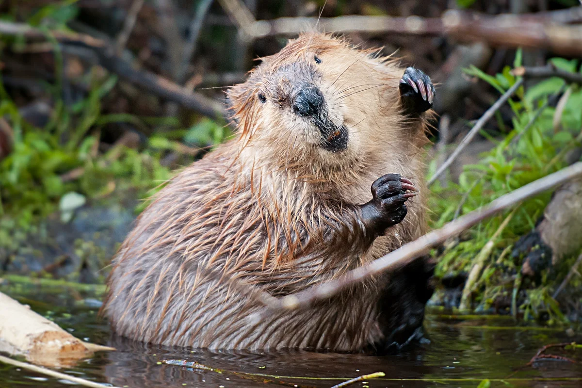 Бобер смешной