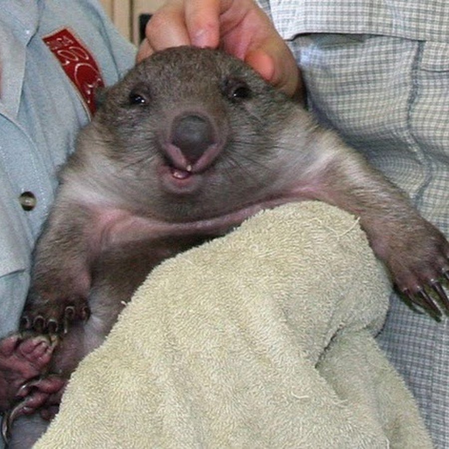 Вомбат улыбается лысый