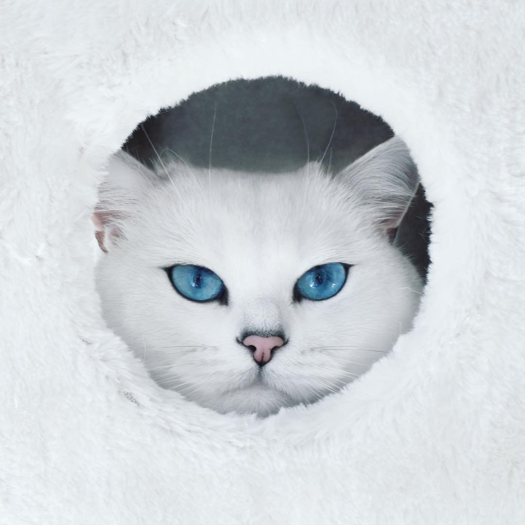 Белый кот с синими глазами