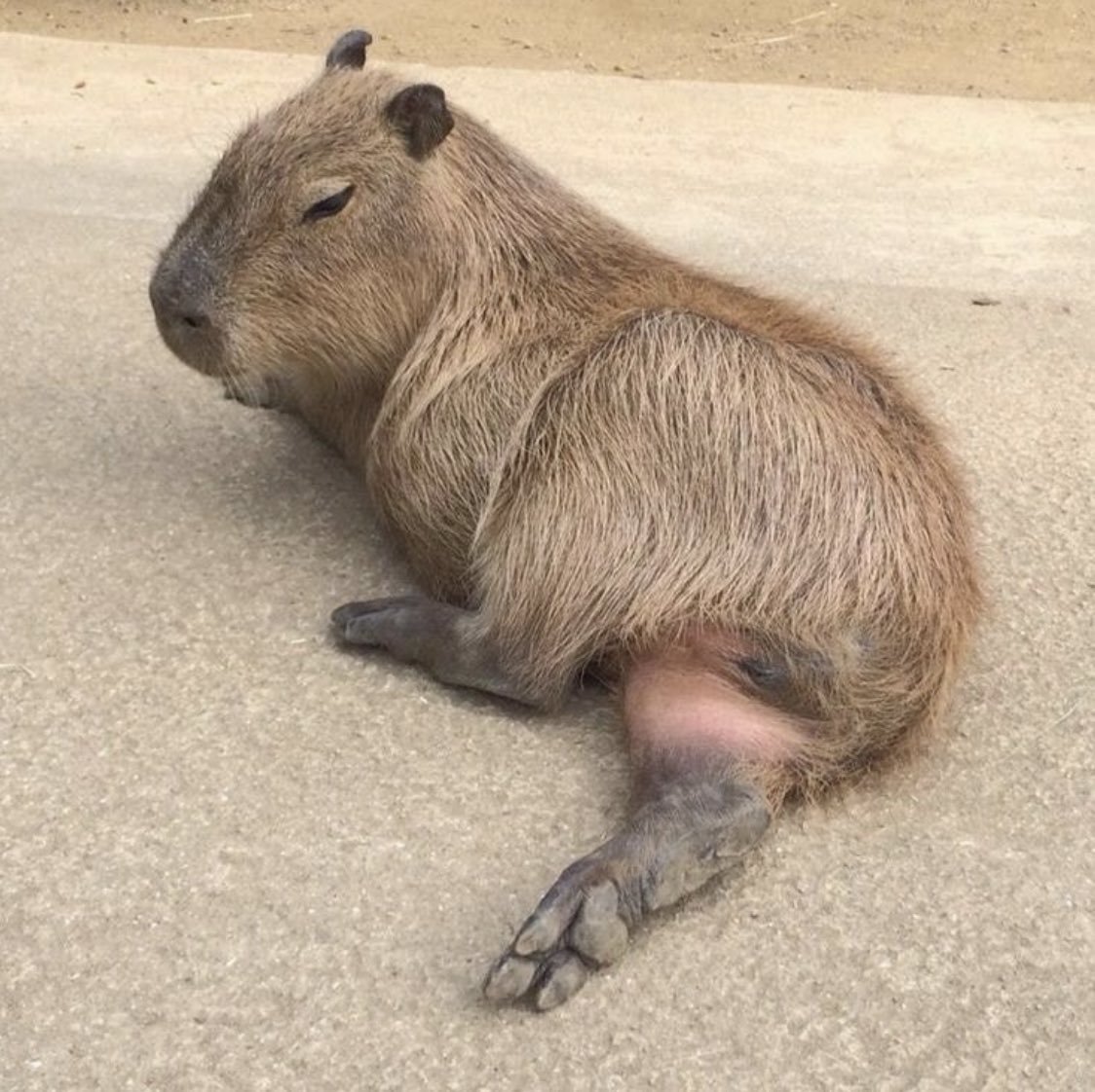 Капибара гигачад