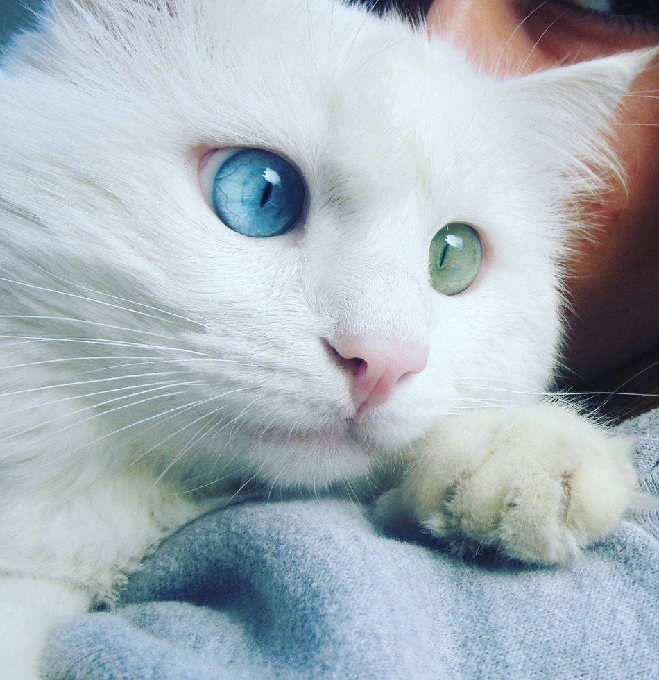 Ван кедиси порода кошек