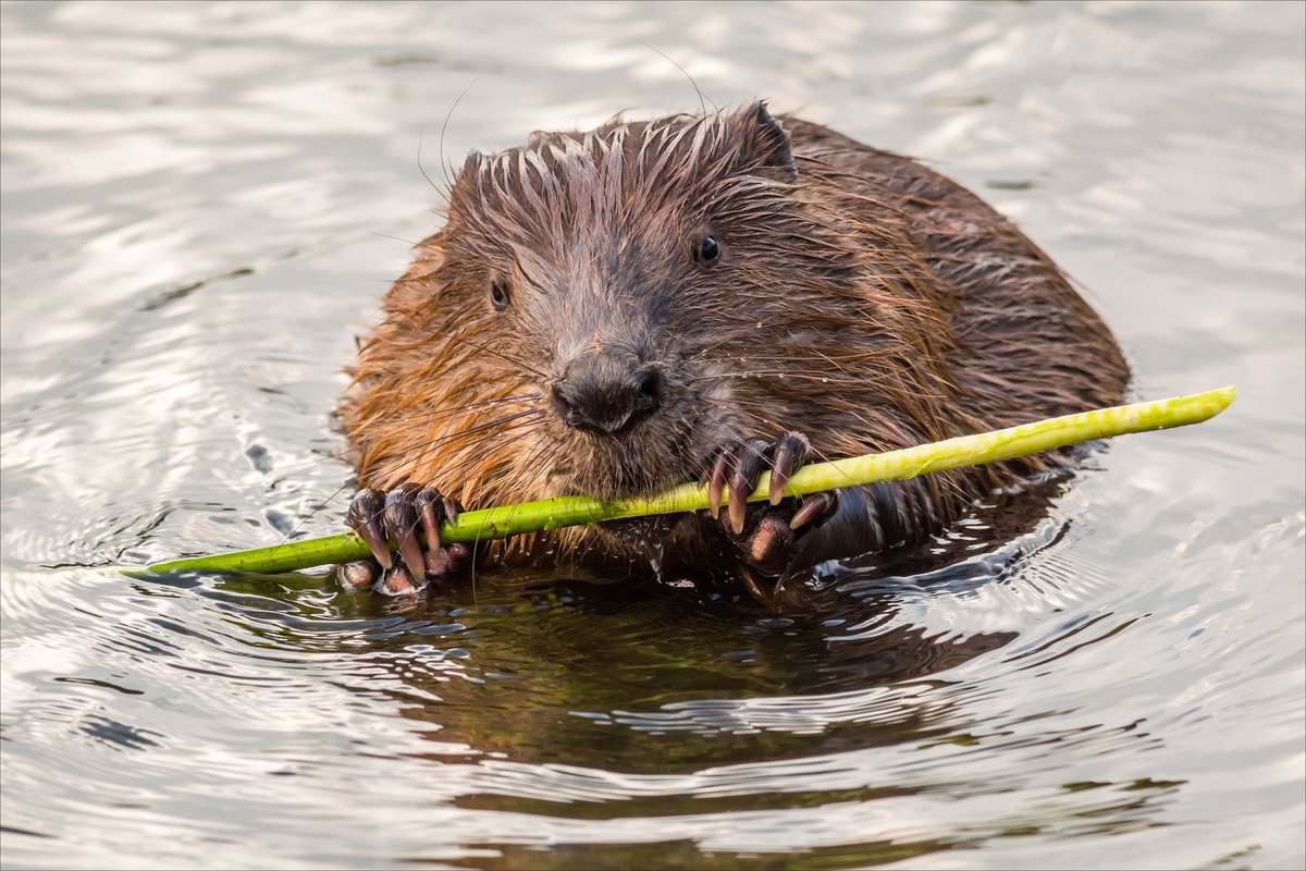 Азиатский Речной Бобр