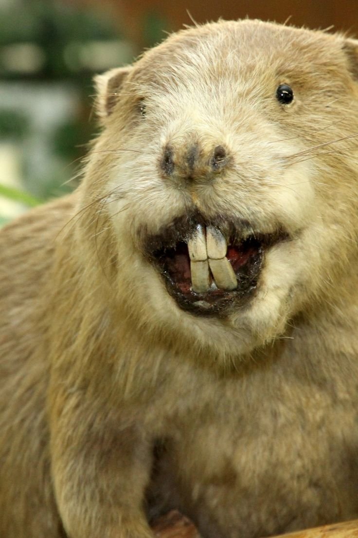 Обыкновенный Бобр