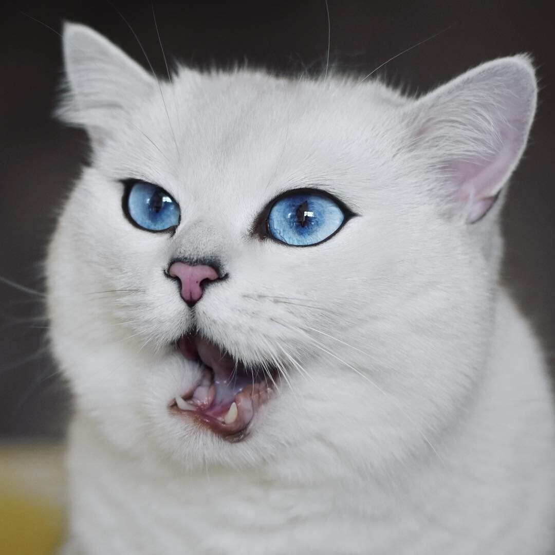 Синеглазый Коби