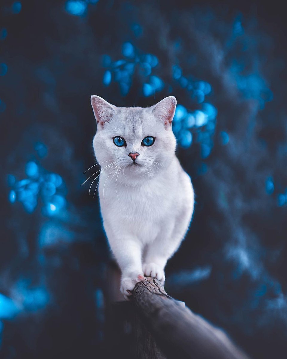 Шиншилла Пойнт Коби