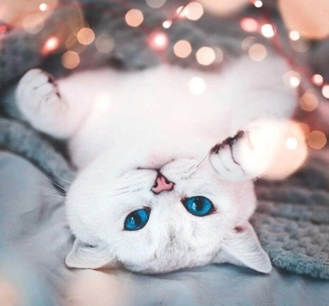 Белый кот новый год