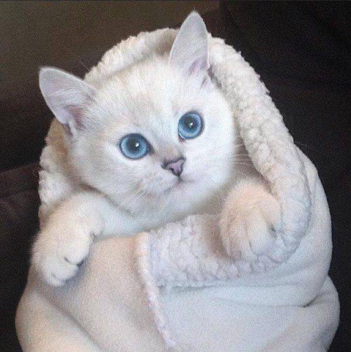 Британская короткошерстная шиншилла Коби