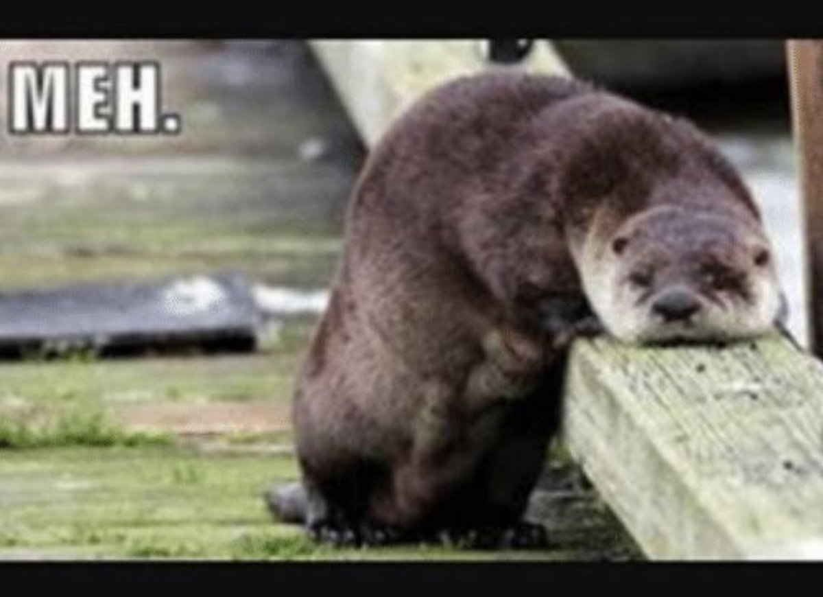 Забавные выдры