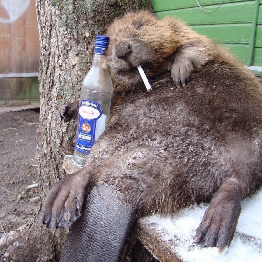 Бобр смешной