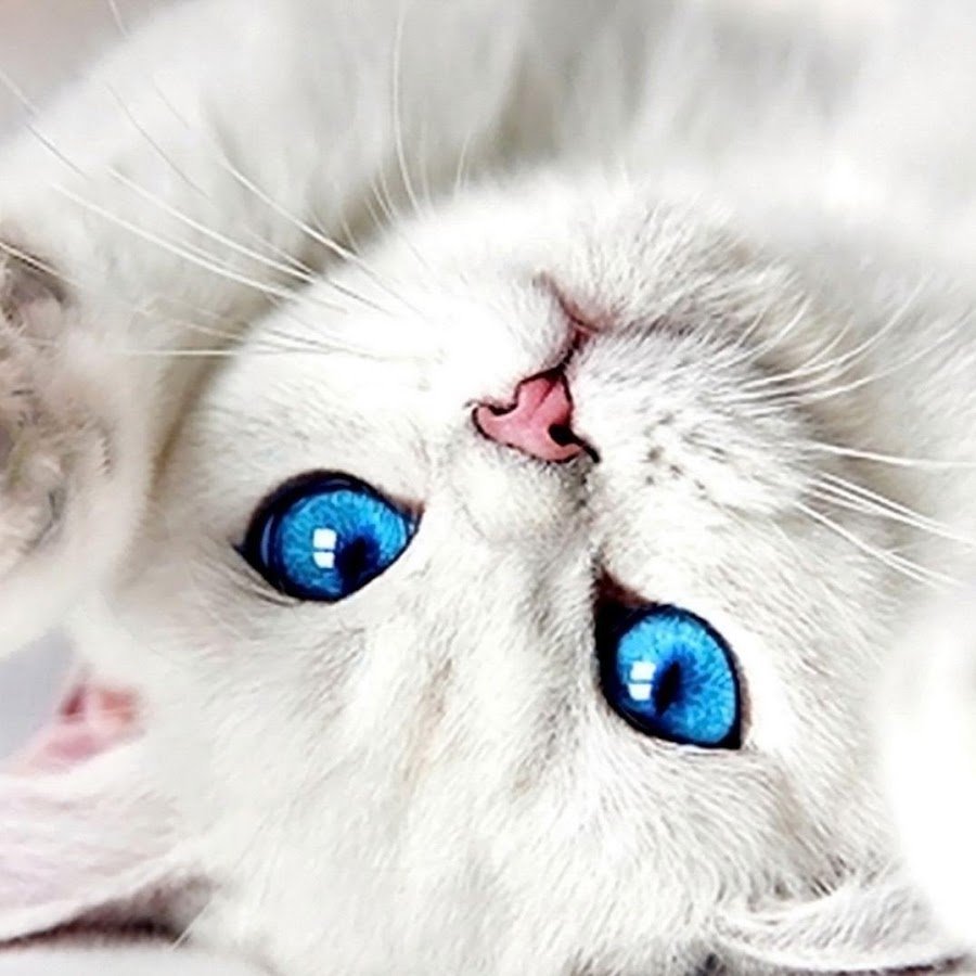 Красивая кошка с голубыми глазами