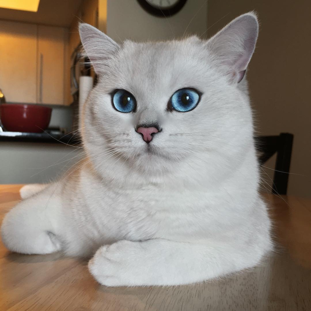 Британская шиншилла Коби котята