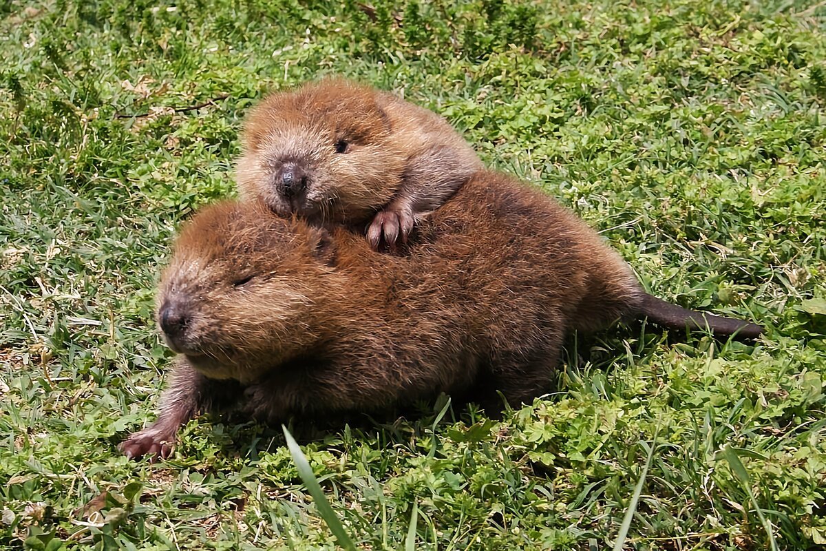 Семья Бобр бобриха бобрята