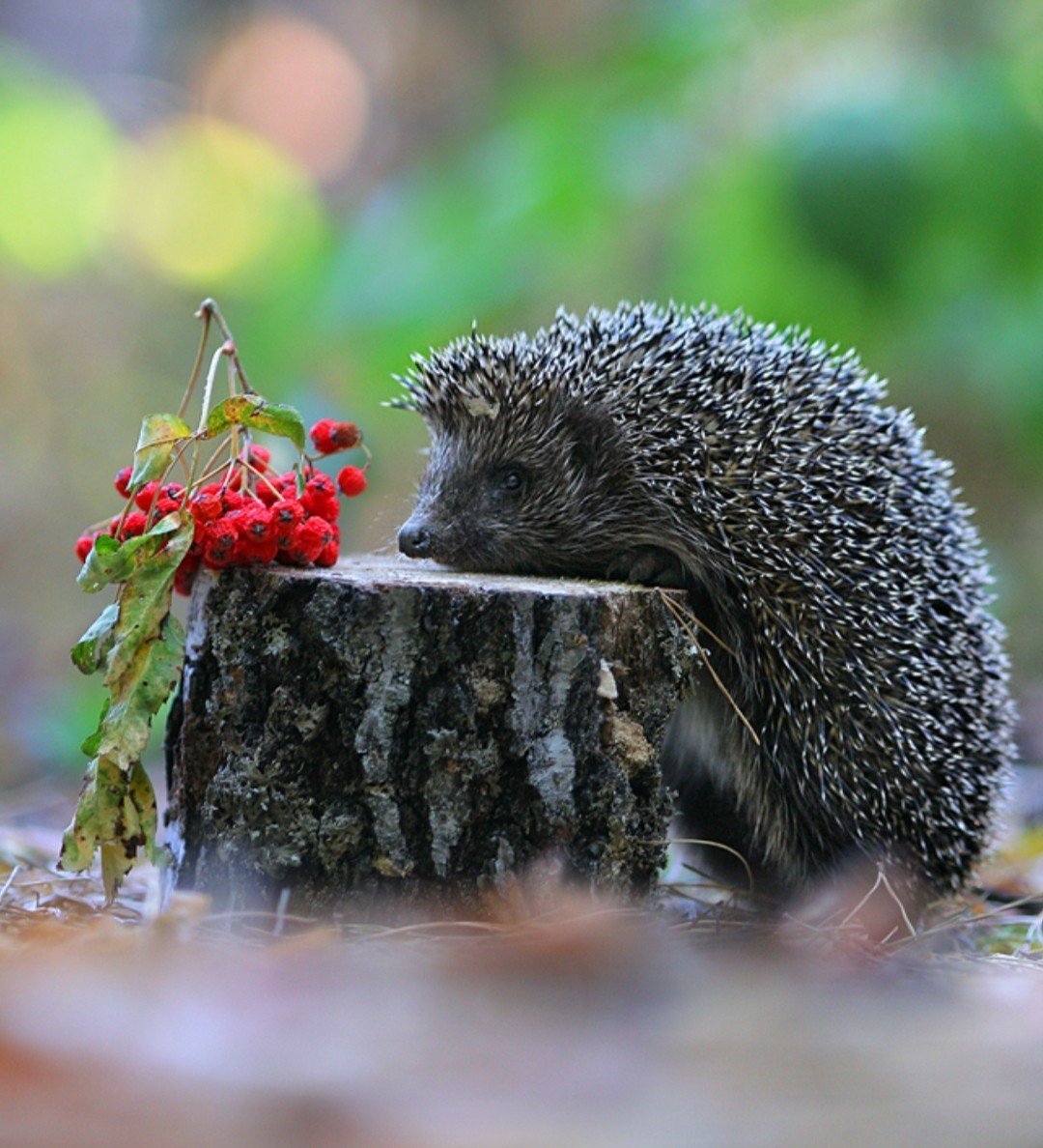 Ежик осенью