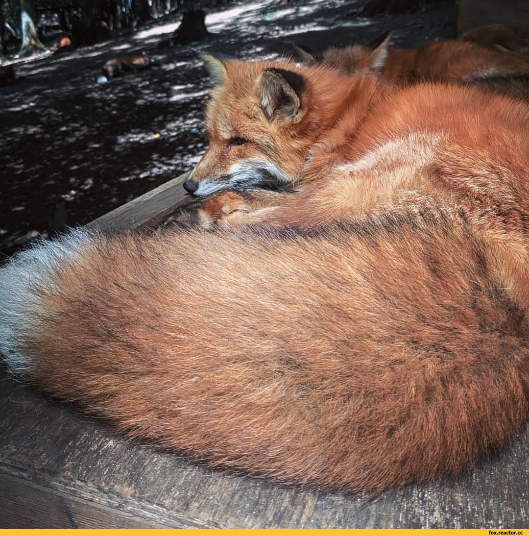 Лиса отдыхает