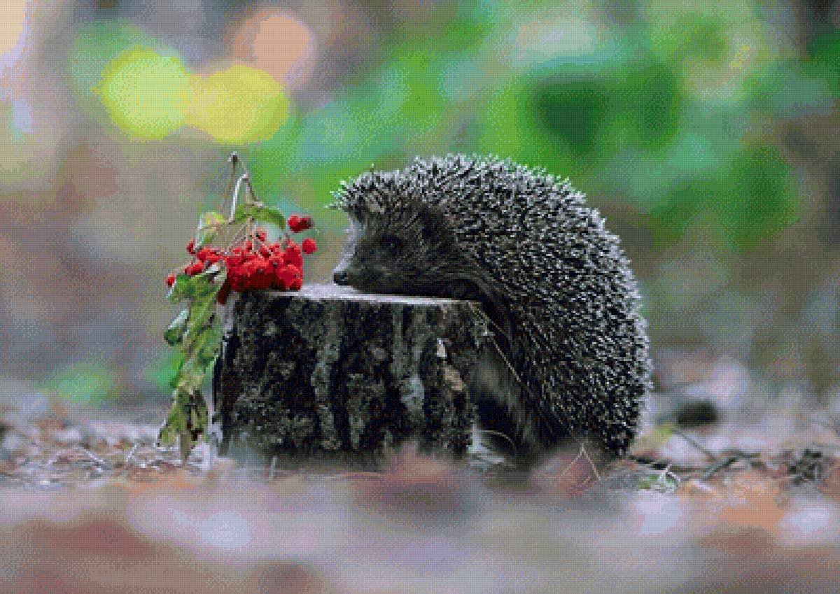 Ежик в лесу