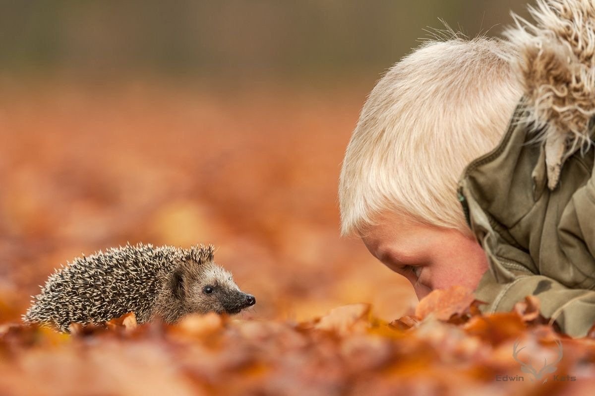 Животные осенью