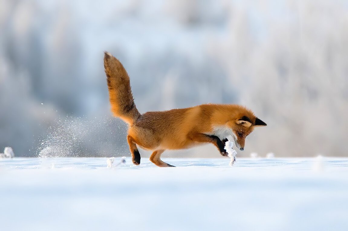 Фотограф Дмитрий лиса