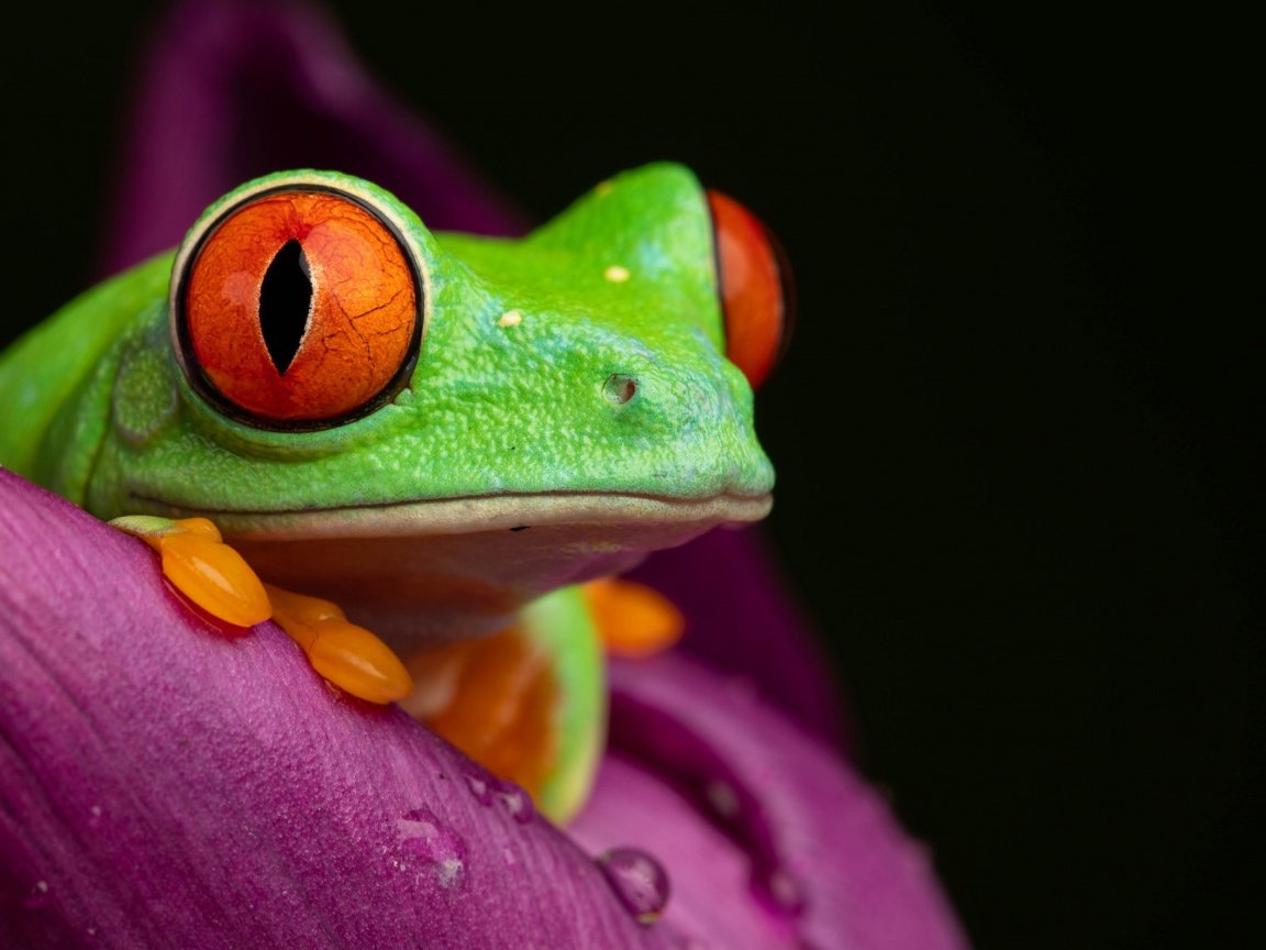 Красивые лягушки