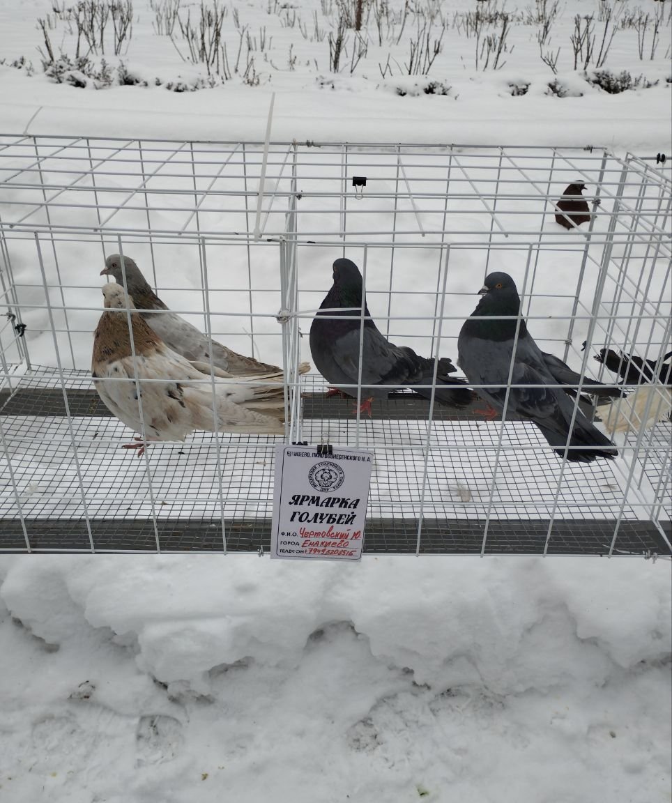 Челябинские голуби