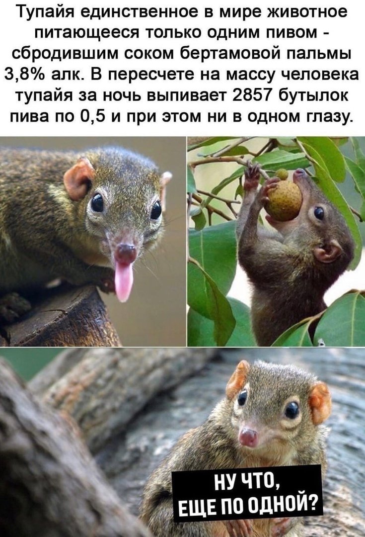 Тупайя обыкновенная алкоголь