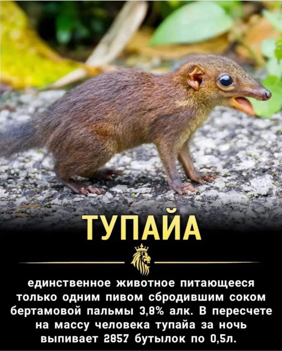 Животное тупайя обыкновенная