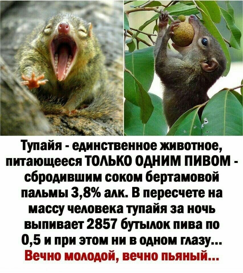 Тупайя приколы