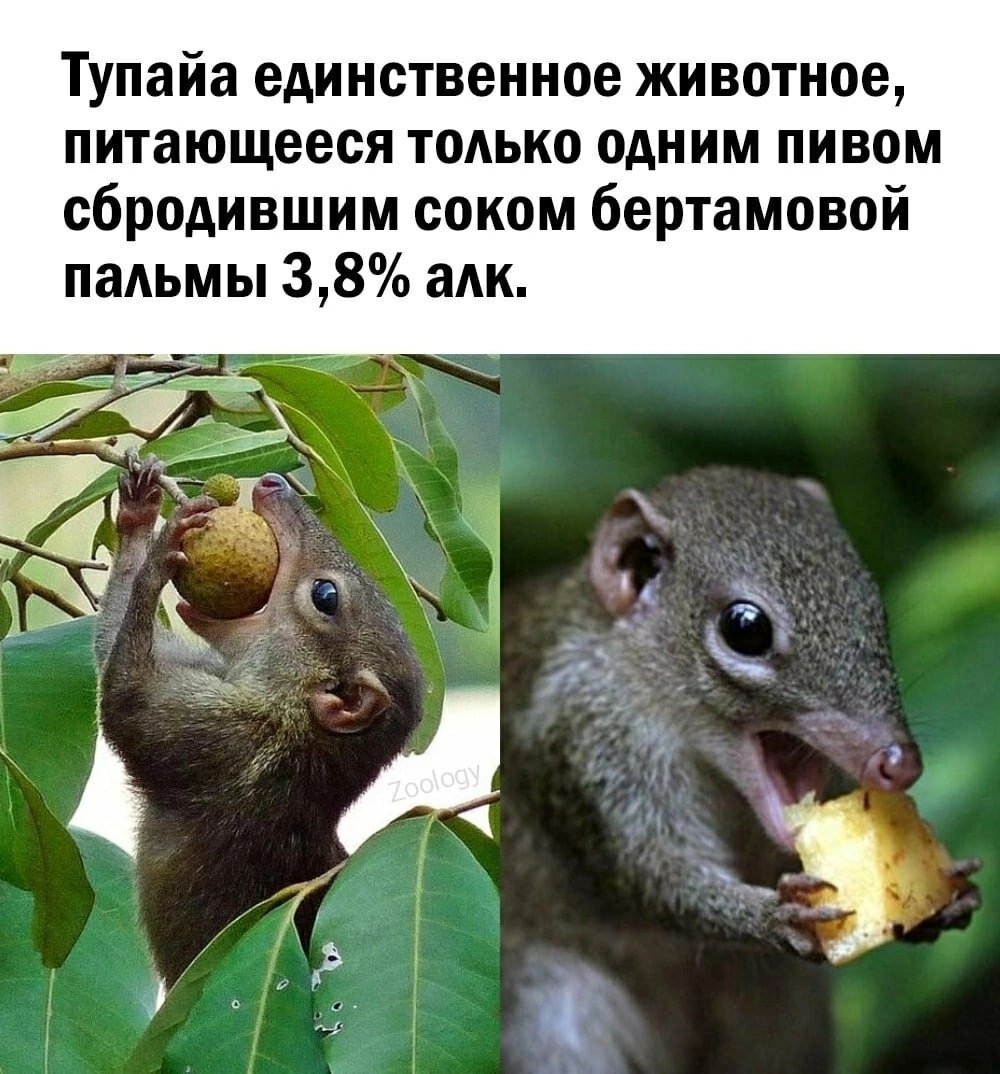 Перохвостая тупайя