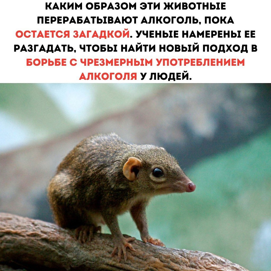 Белка тупайя