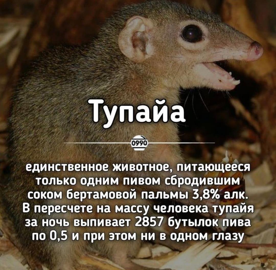 Обыкновенная тупайя