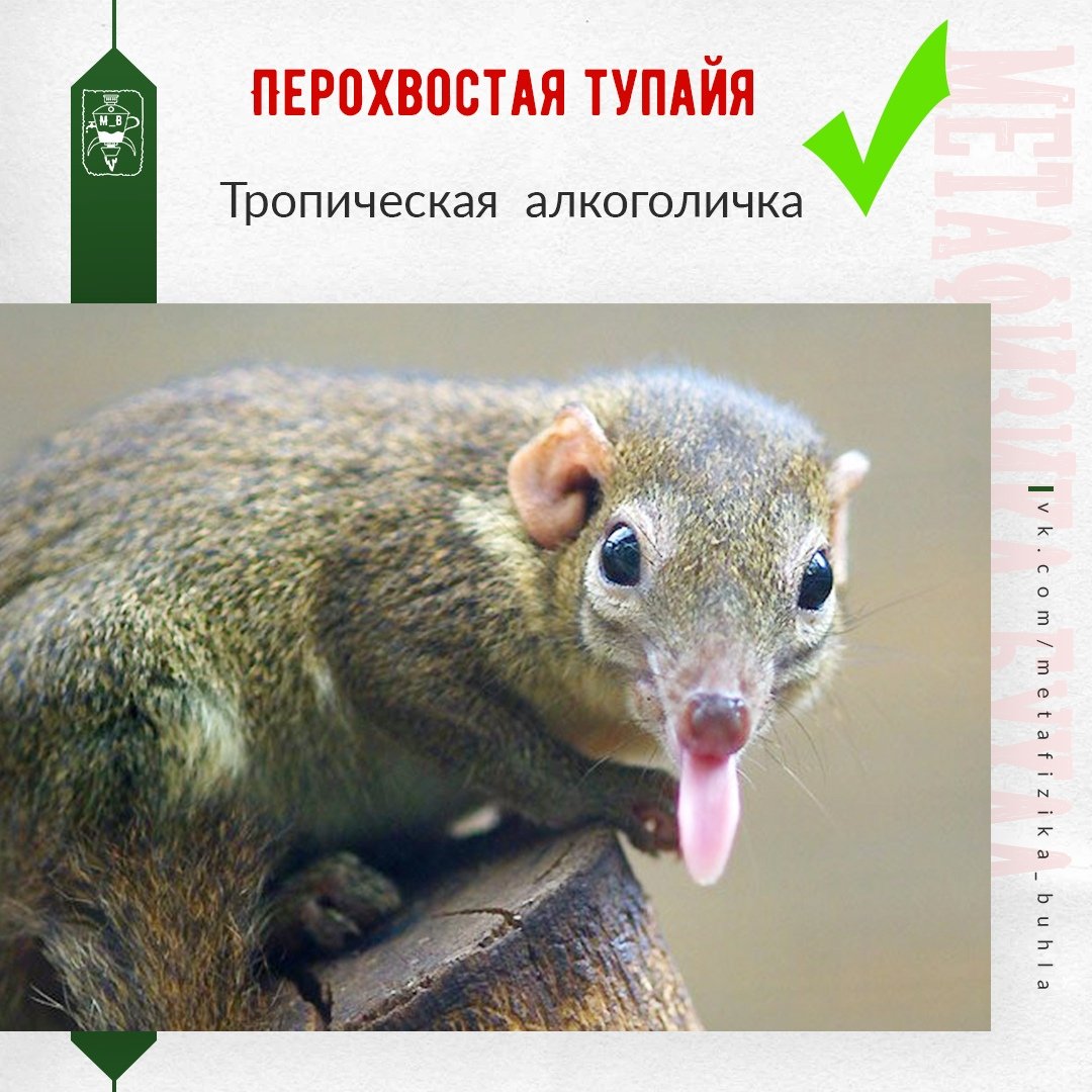 Перохвостая тупайя