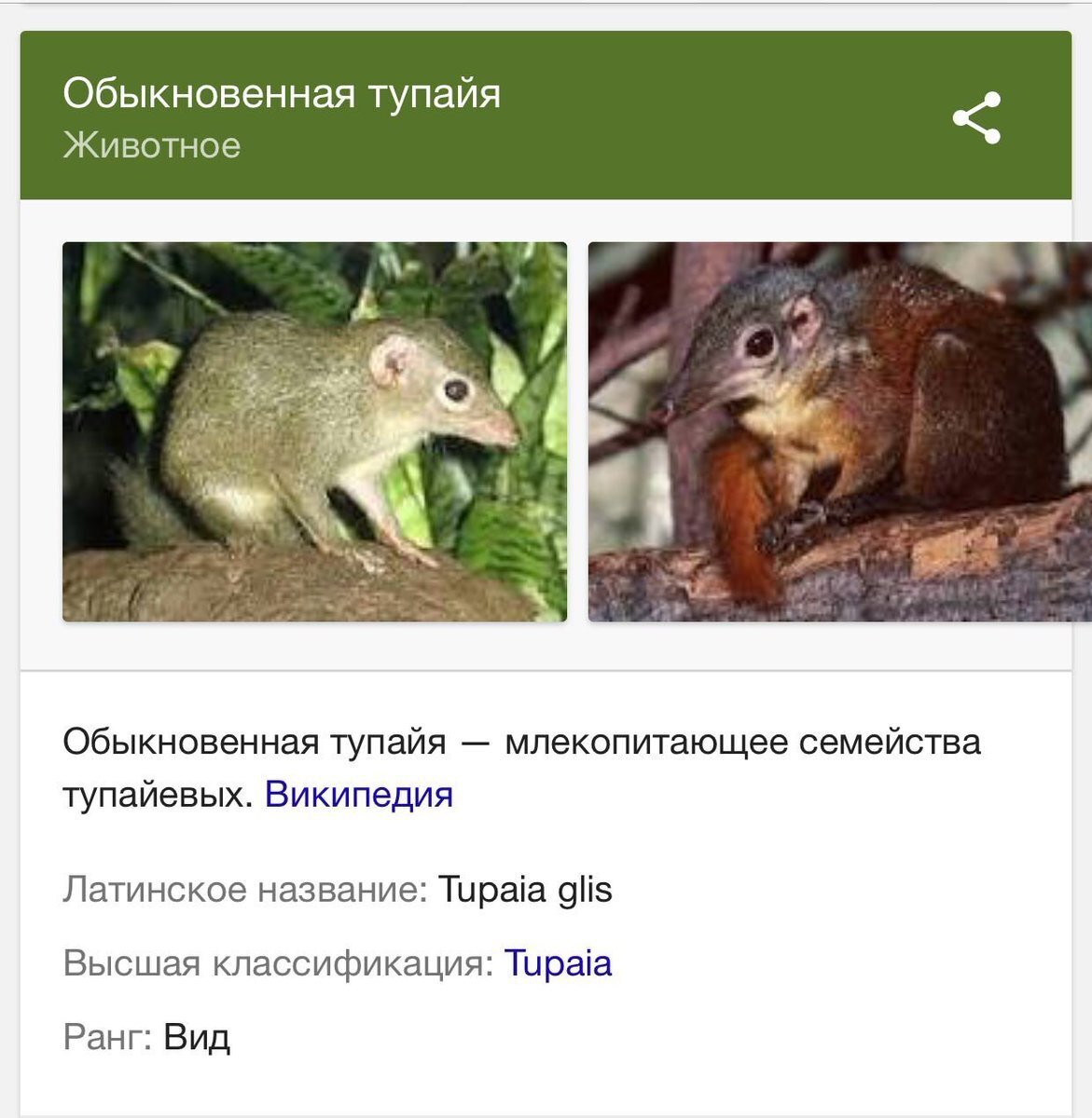Тупайя приколы