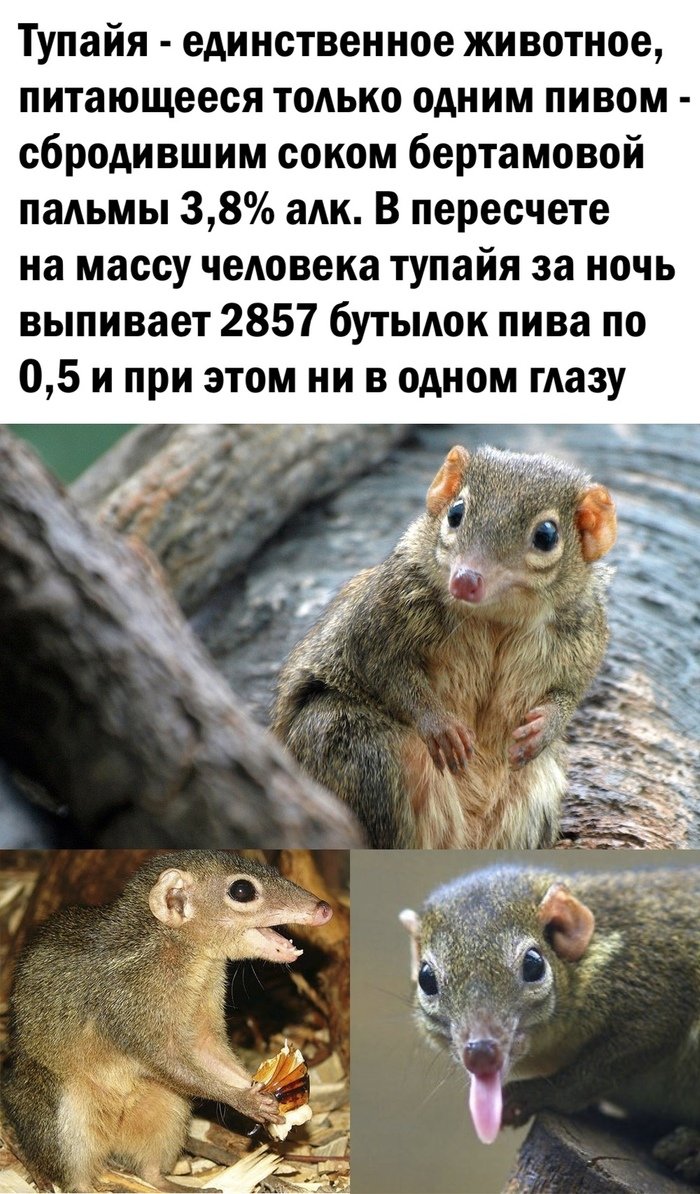 Обыкновенная тупайя
