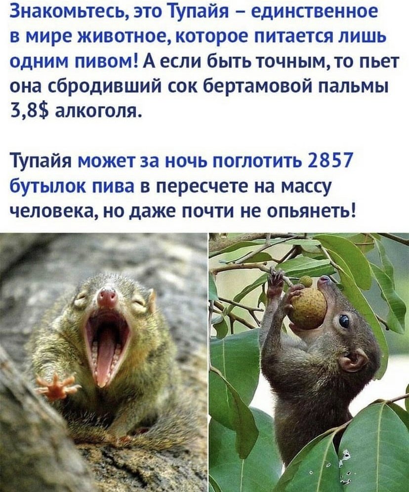 Тупайя единственное животное питающееся одним пивом
