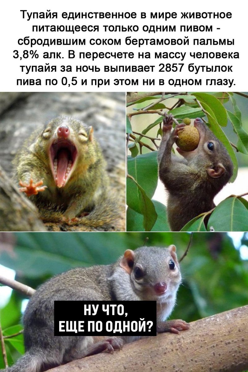 Обыкновенная тупайя