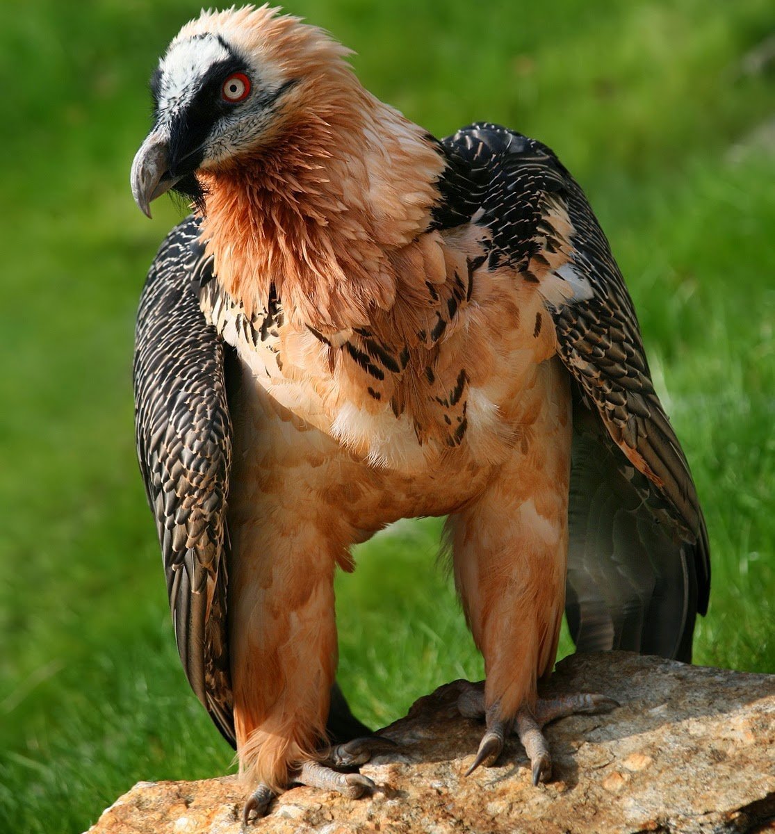 Ягнятник альбинос