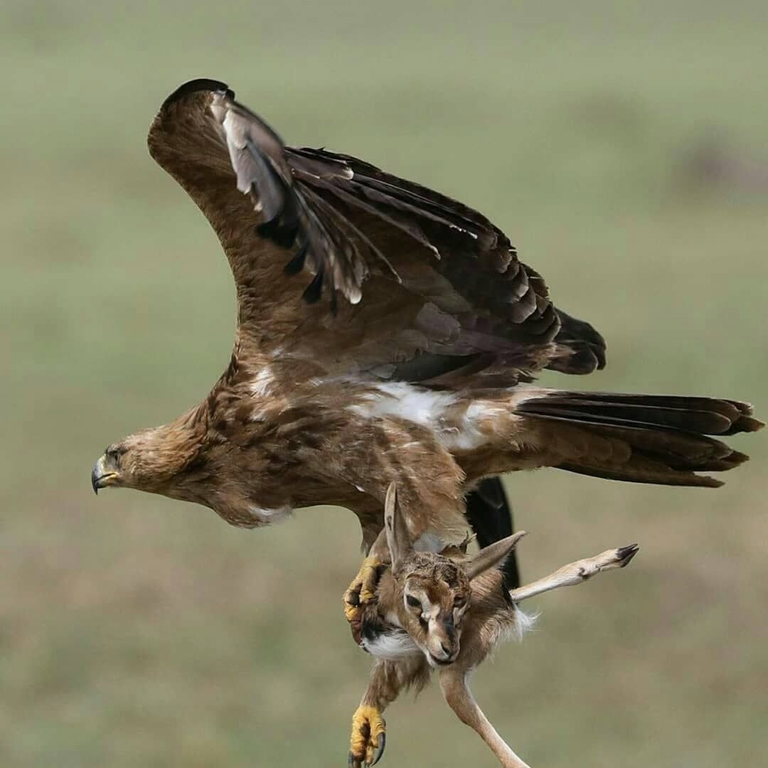 Орел Беркут