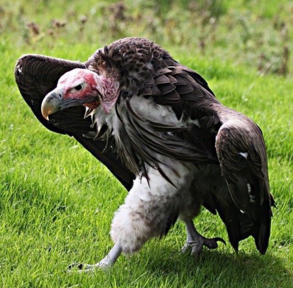 Гриф Стервятник