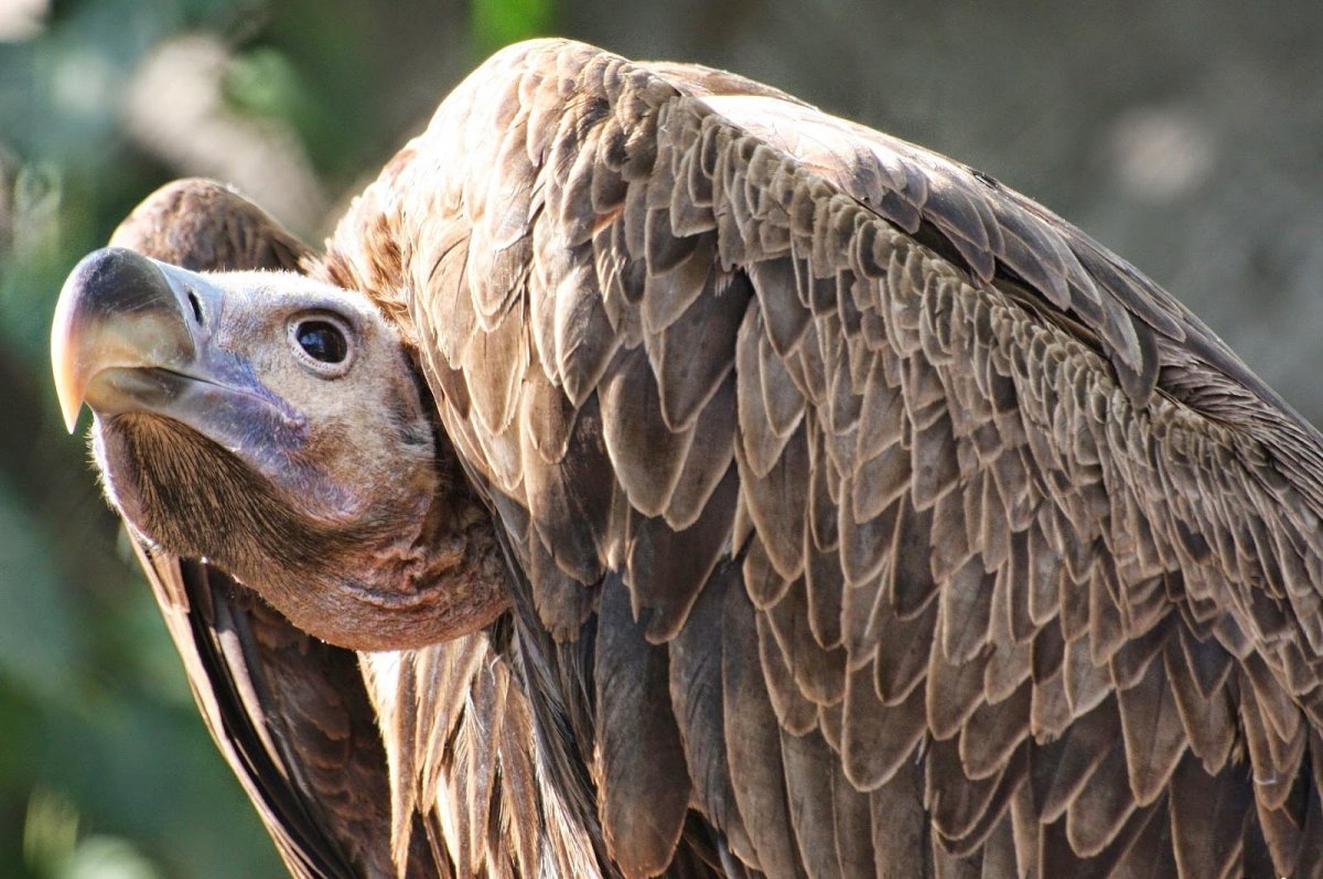 Африканский белоголовый гриф