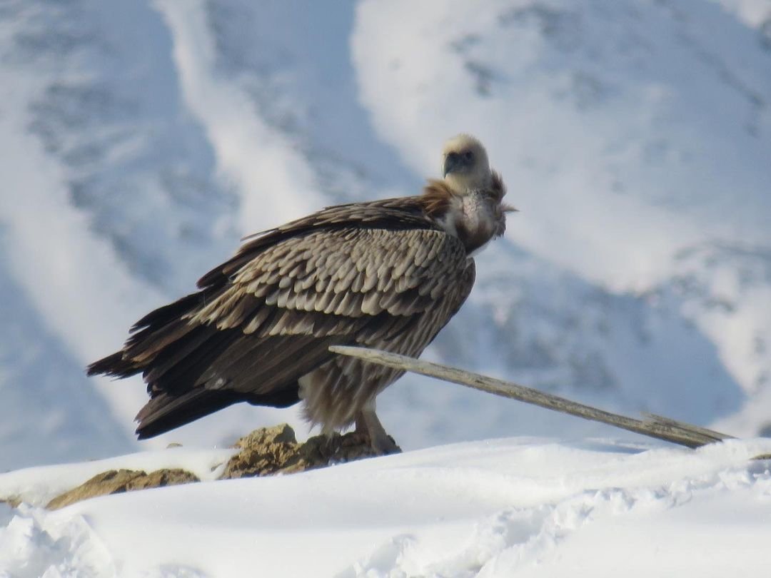 Хищная птица Texas