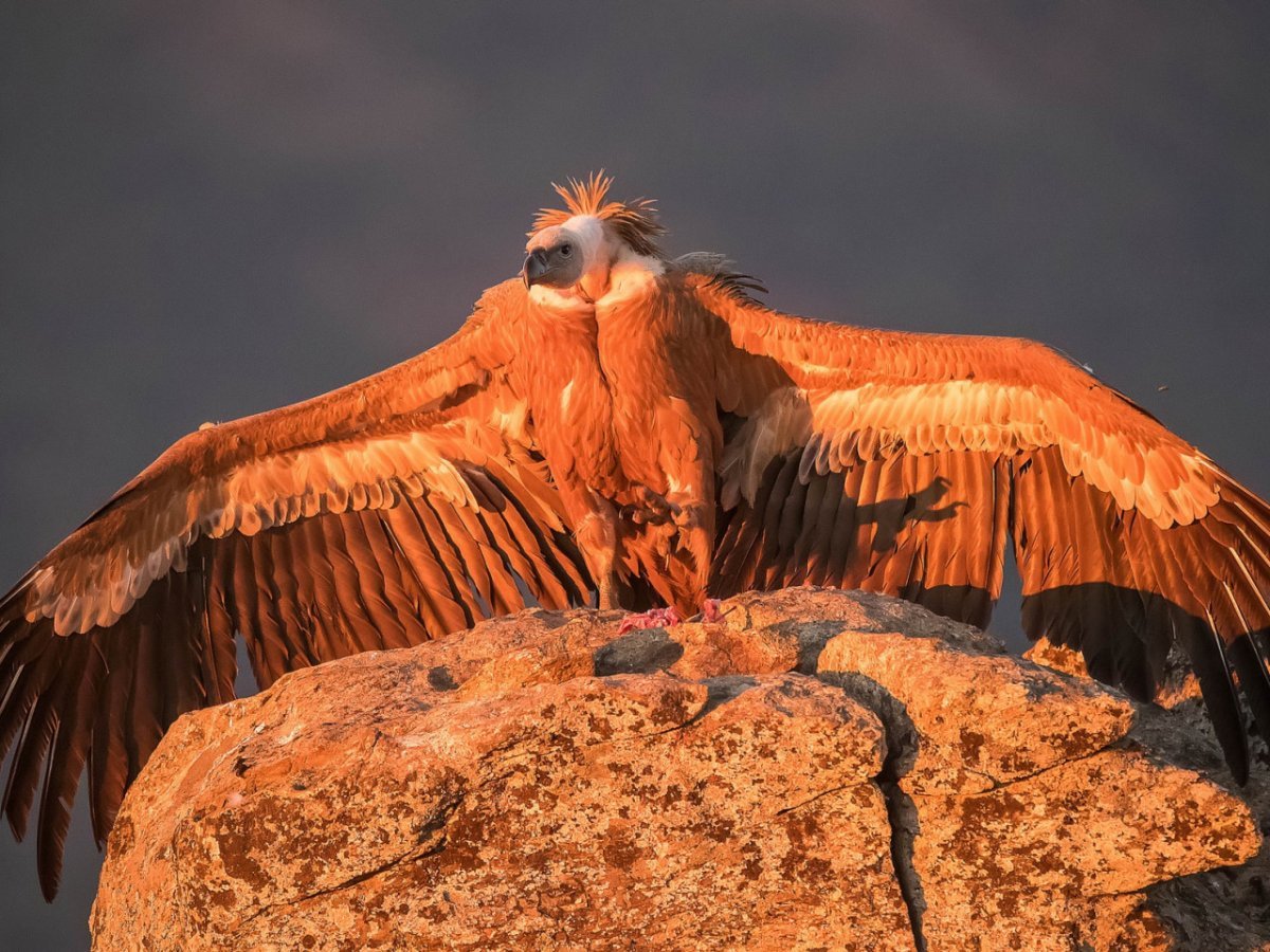 Капский гриф