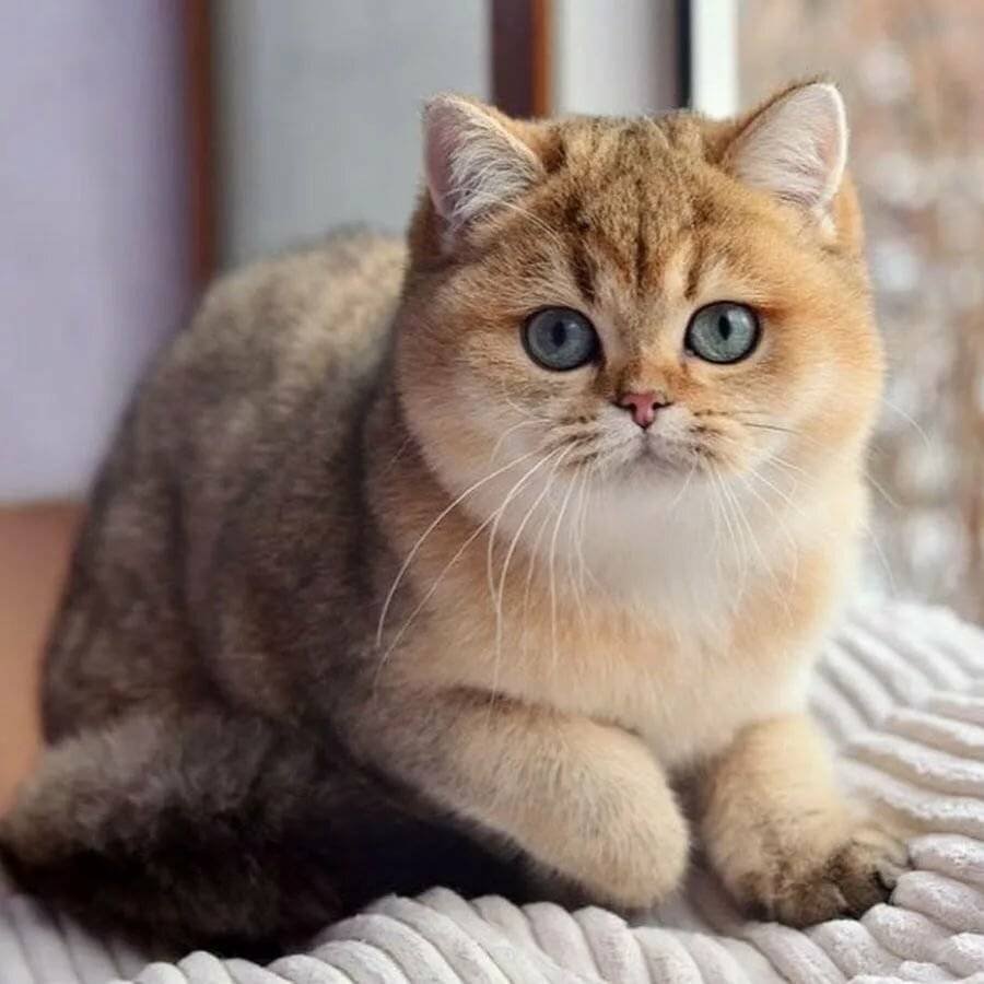 Шотландская Золотая шиншилла