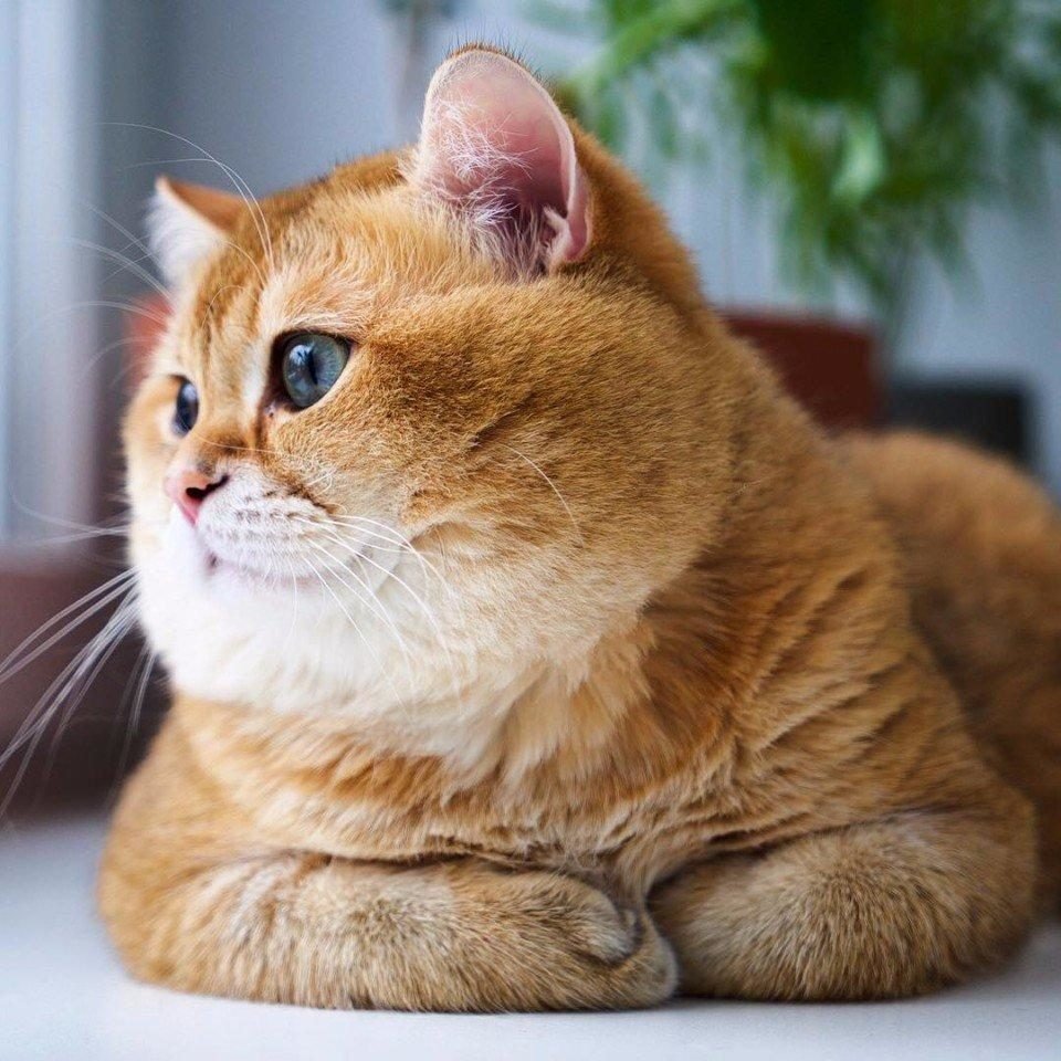Хосико кот порода