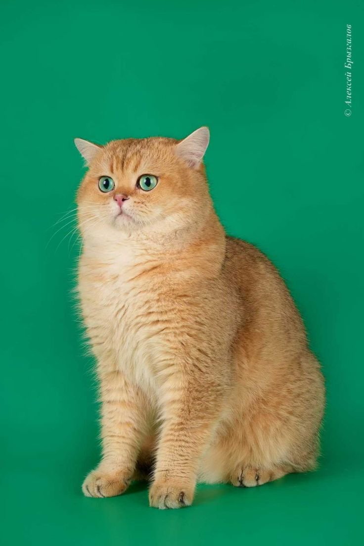Британская короткошёрстная кошка рыжая