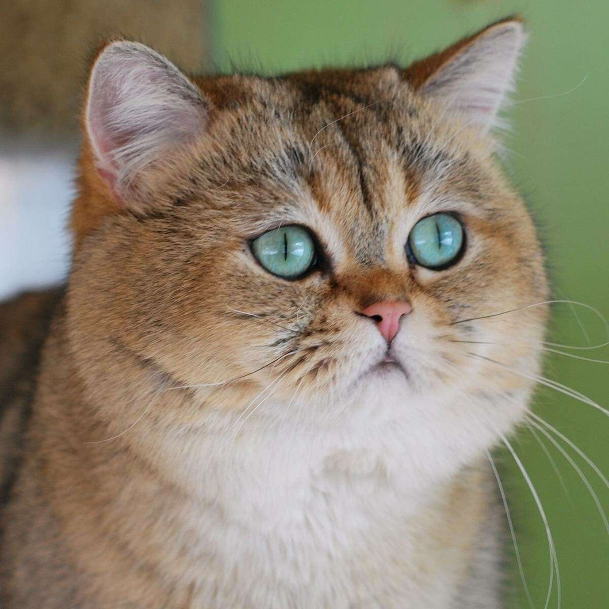 Манчкин Золотая шиншилла вислоухий