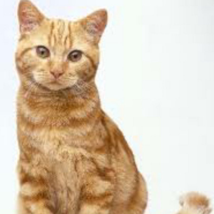 Порода кошек Ginger tabby