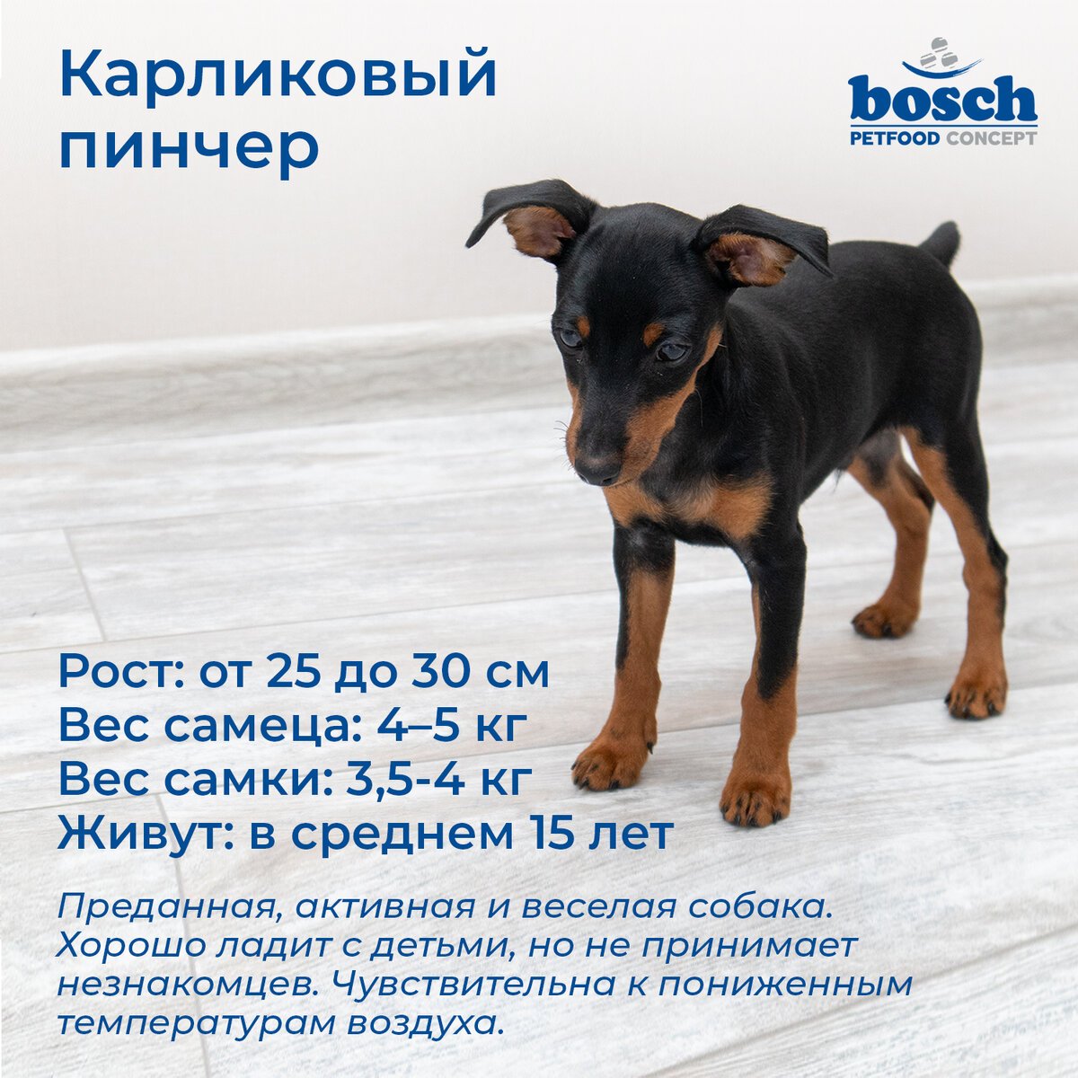 Породы собак для детей в городской квартире