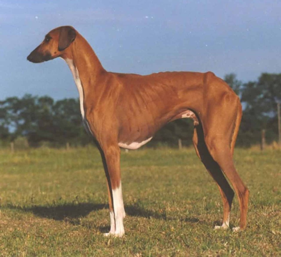 Азавак щенки