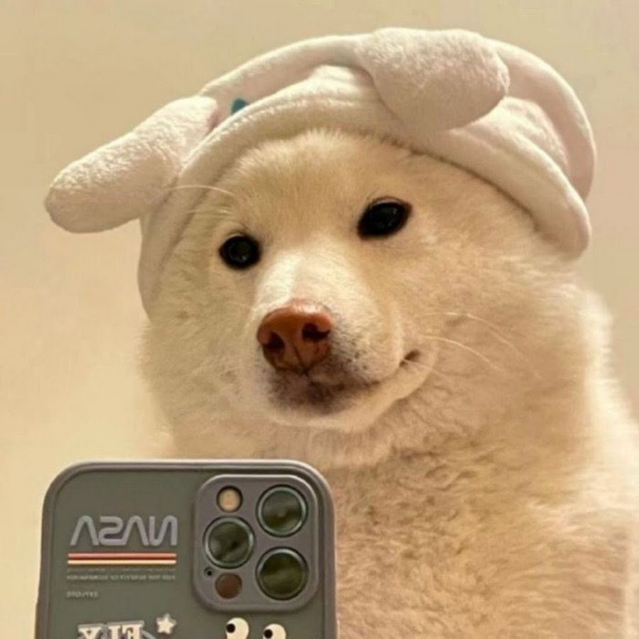 Собака фоткается на айфон