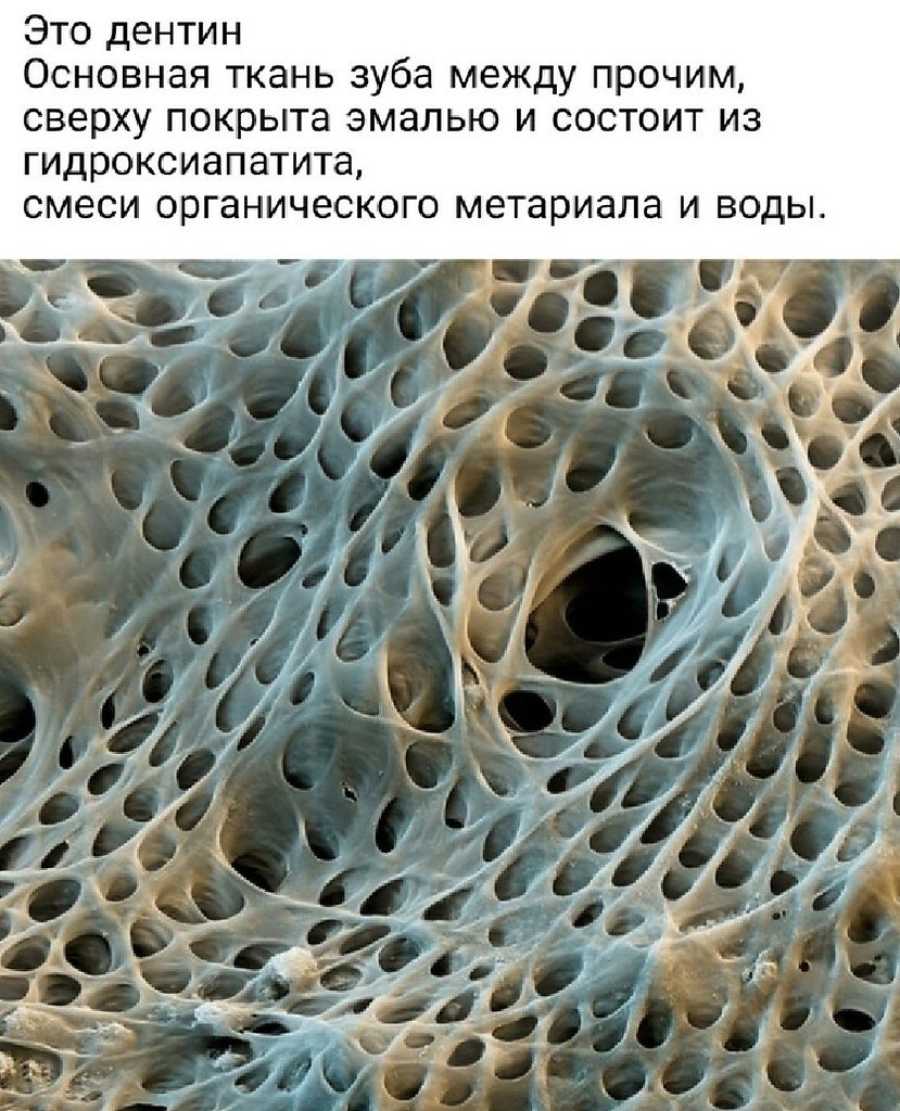 Эмаль зуба под микроскопом