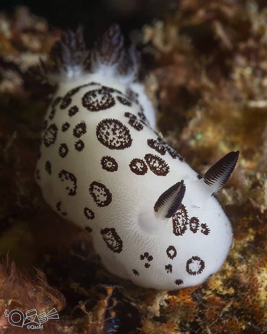 Голожаберные моллюски морской кролик